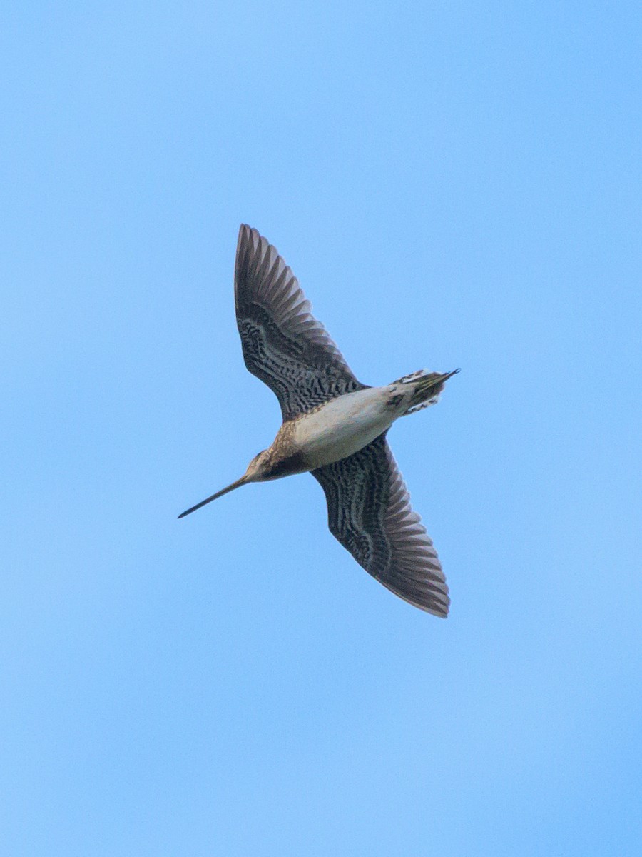 Pantanal Snipe - ML446534621