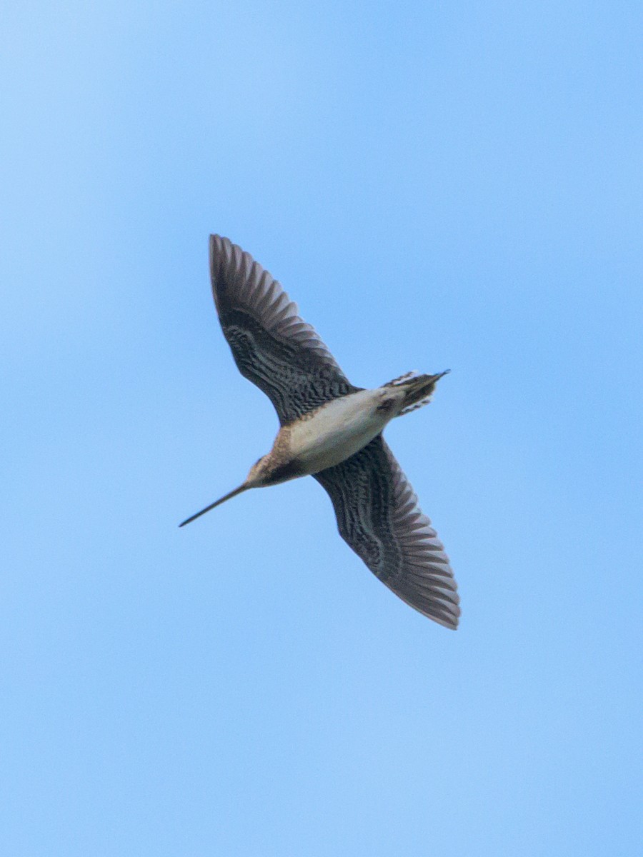 Pantanal Snipe - ML446534641