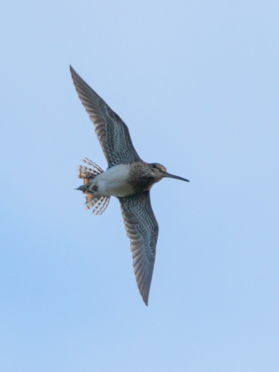 Pantanal Snipe - ML446534651