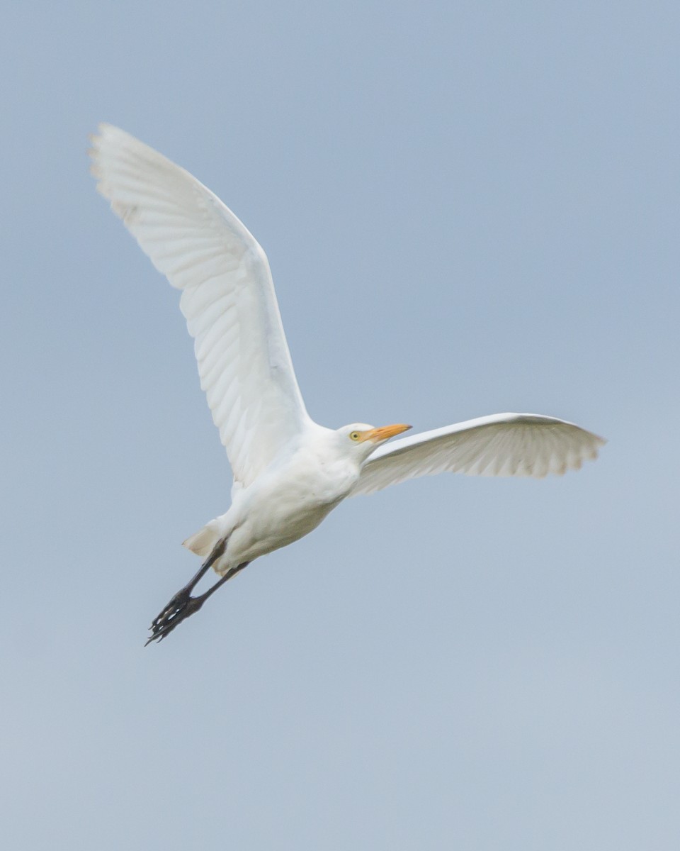 Western Cattle Egret - ML446534751