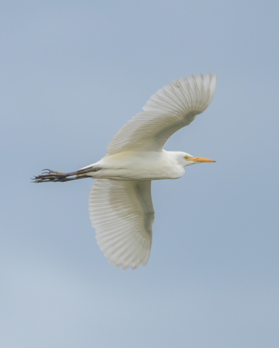 Western Cattle Egret - Carlos Rossello