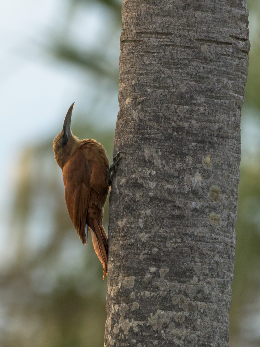 Great Rufous Woodcreeper - ML446536251