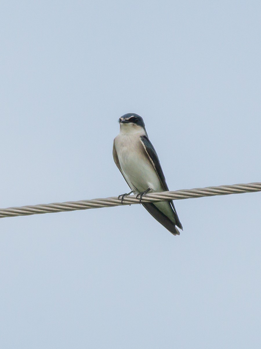 Golondrina Cejiblanca - ML446536701