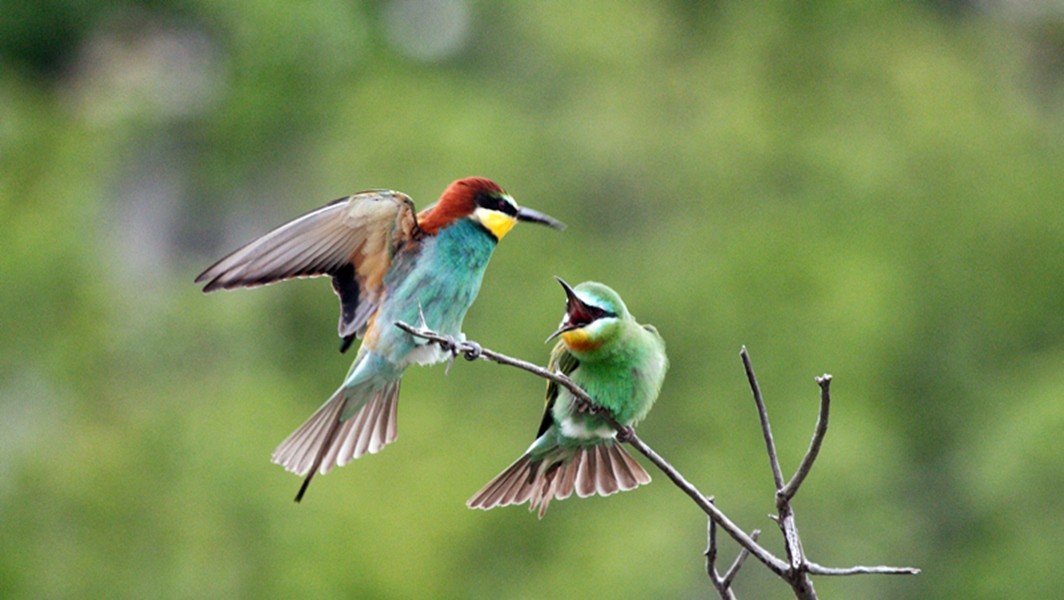 Blue-cheeked Bee-eater - ML446537121