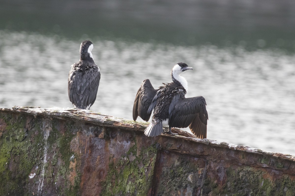 Black-faced Cormorant - ML446537741