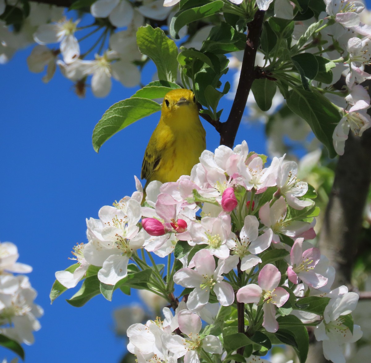 Yellow Warbler - Kisa Weeman