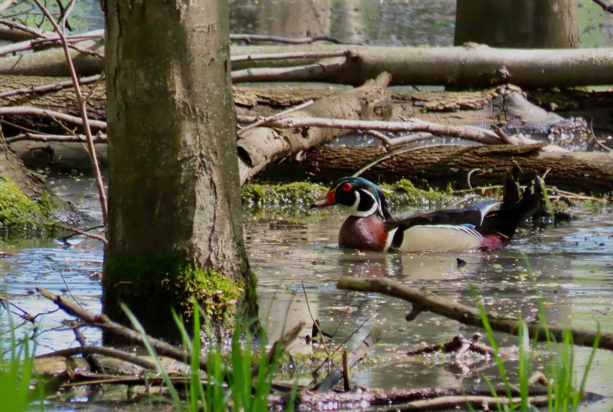 Wood Duck - ML446537951