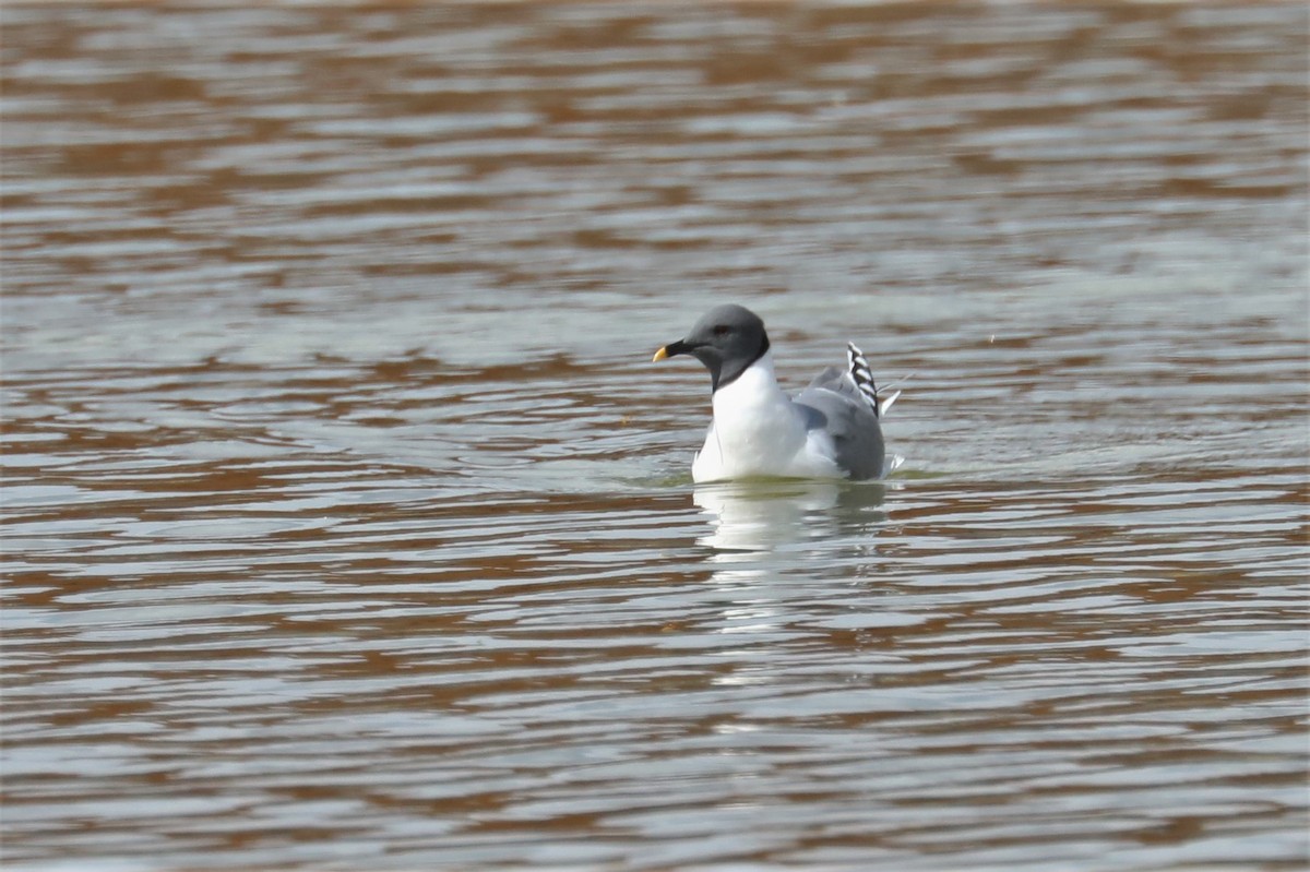 Sabine's Gull - ML446539331