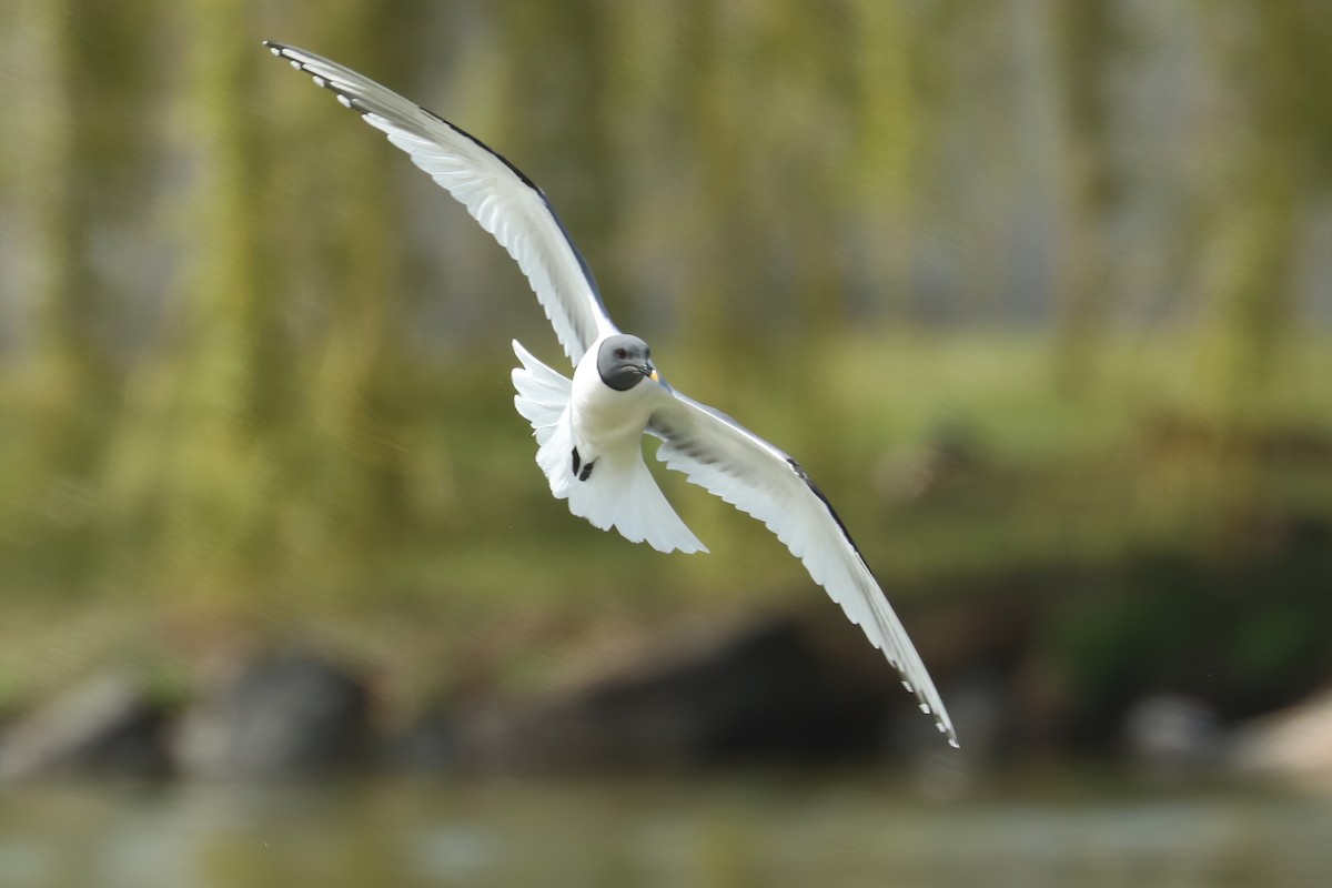 Sabine's Gull - ML446539351