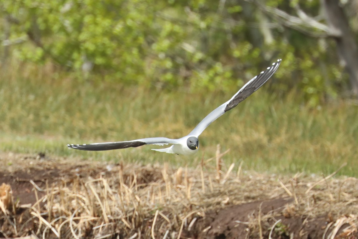 Sabine's Gull - ML446539371