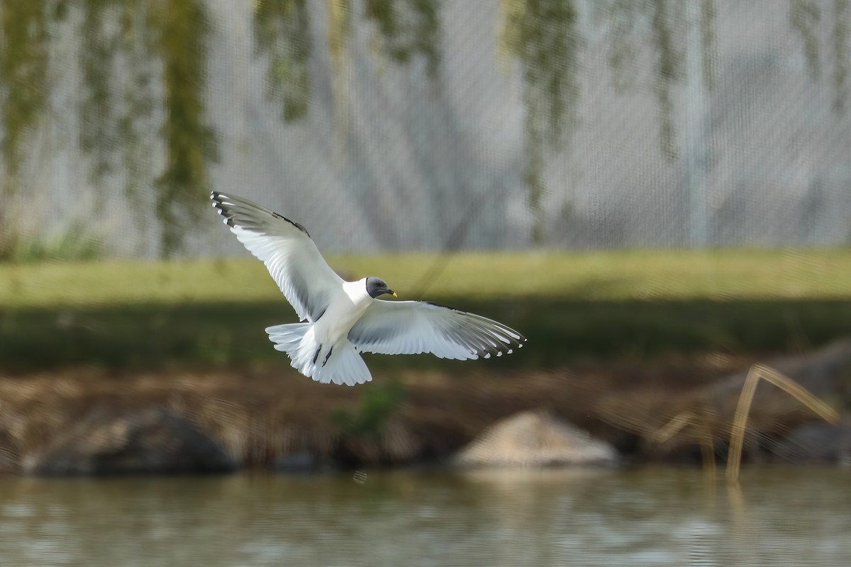 Sabine's Gull - ML446539381