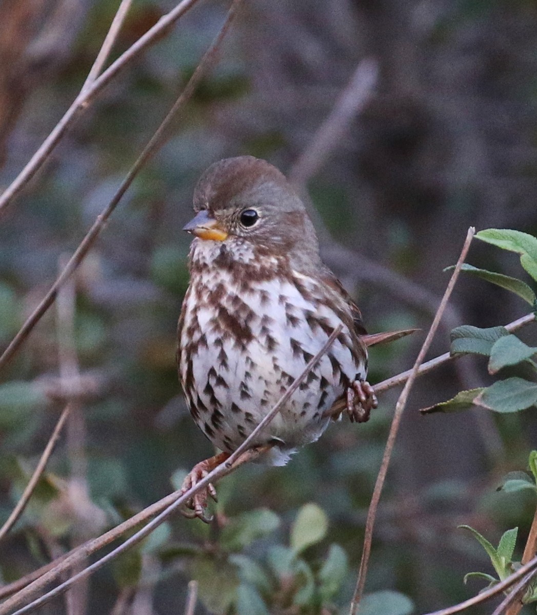 Fox Sparrow (Slate-colored) - ML44653941