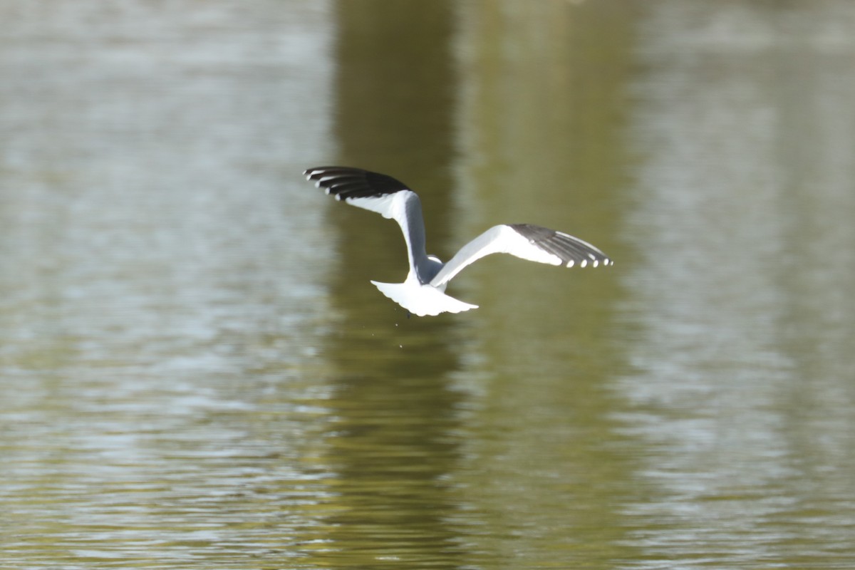 Sabine's Gull - ML446539461