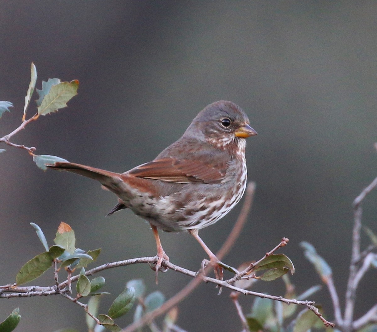 Chingolo Zorruno (grupo schistacea) - ML44653951