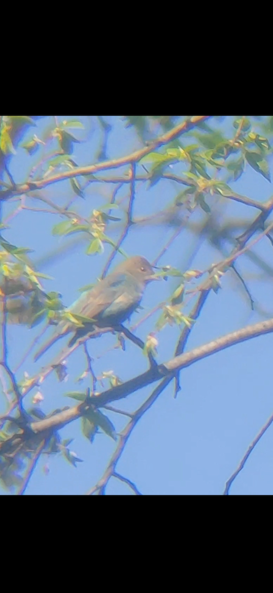 Indigo Bunting - Emerson Lisboa