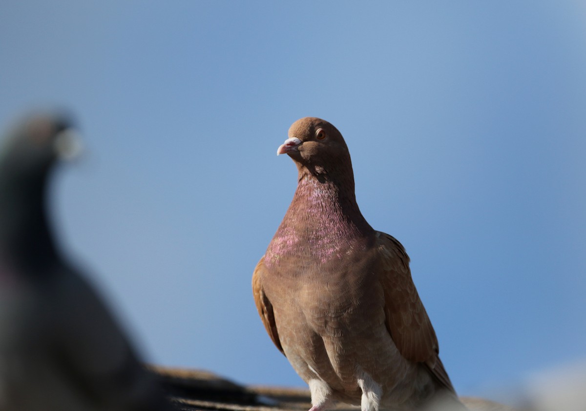 Сизый голубь (Одомашненного типа) - ML44654041