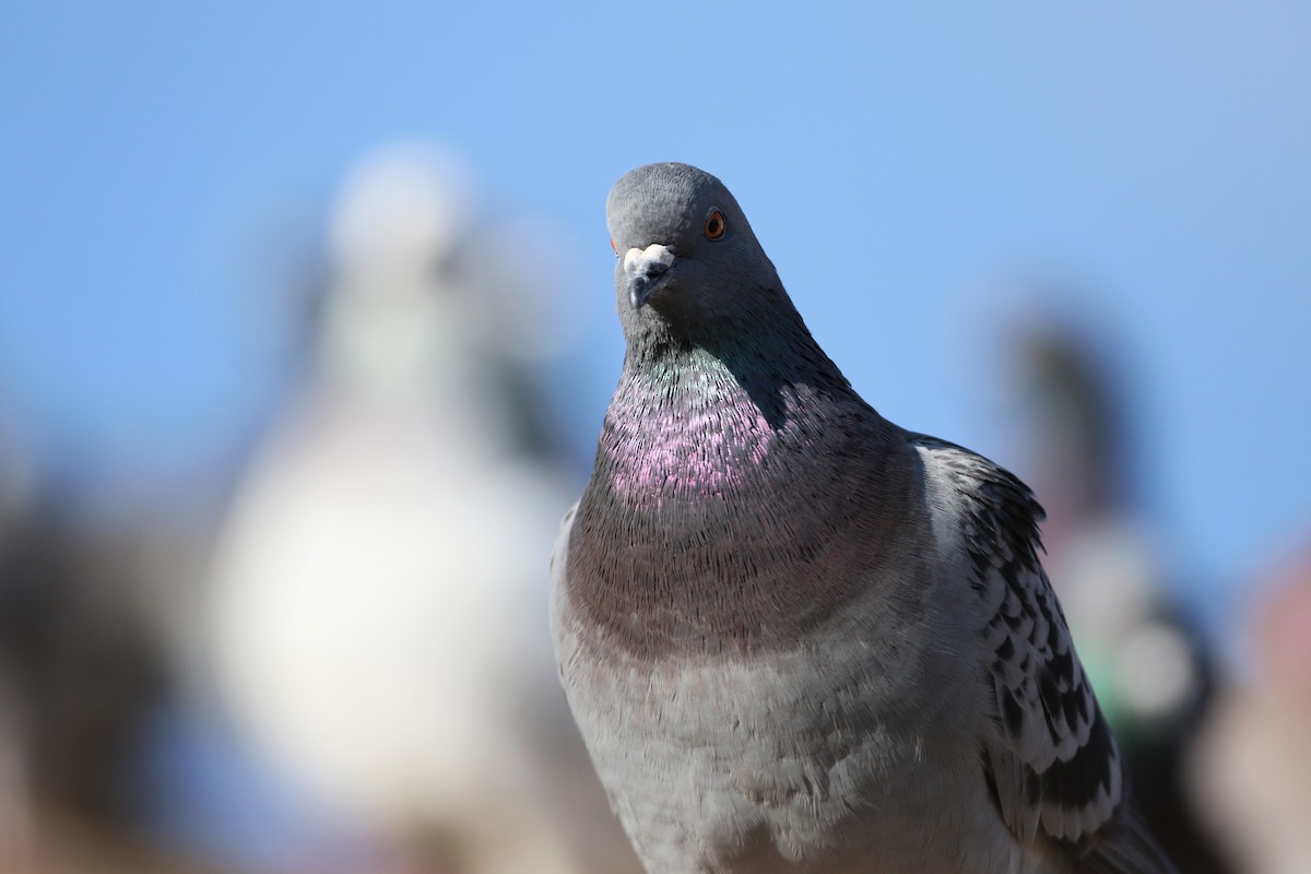 Сизый голубь (Одомашненного типа) - ML44654071