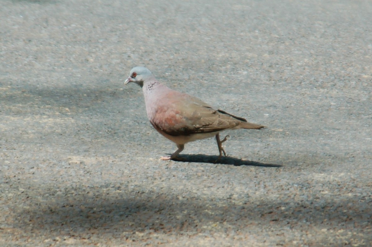 Pigeon de Madagascar - ML446542101
