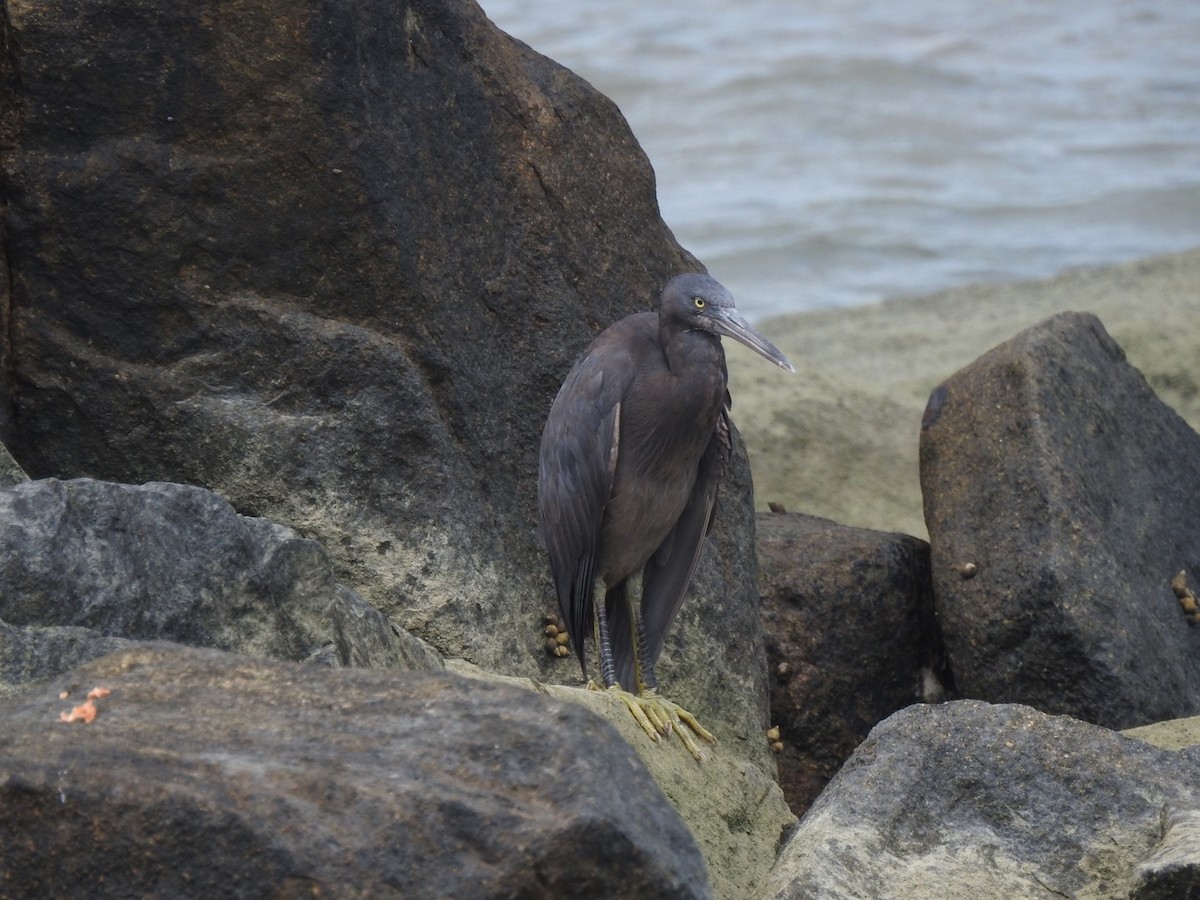 Pacific Reef-Heron - ML446542471