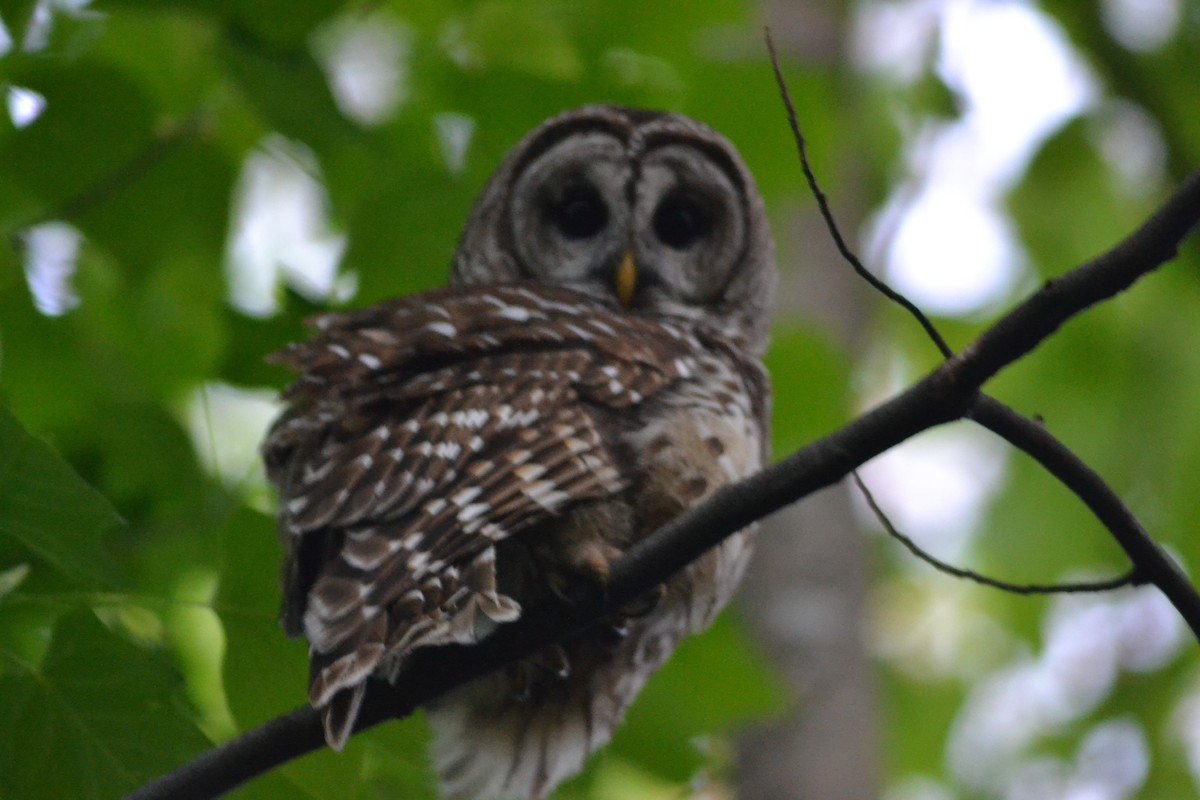 Barred Owl - ML446543091