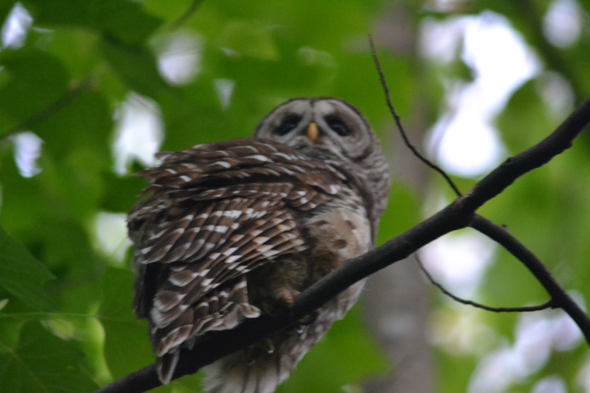 Barred Owl - ML446543101