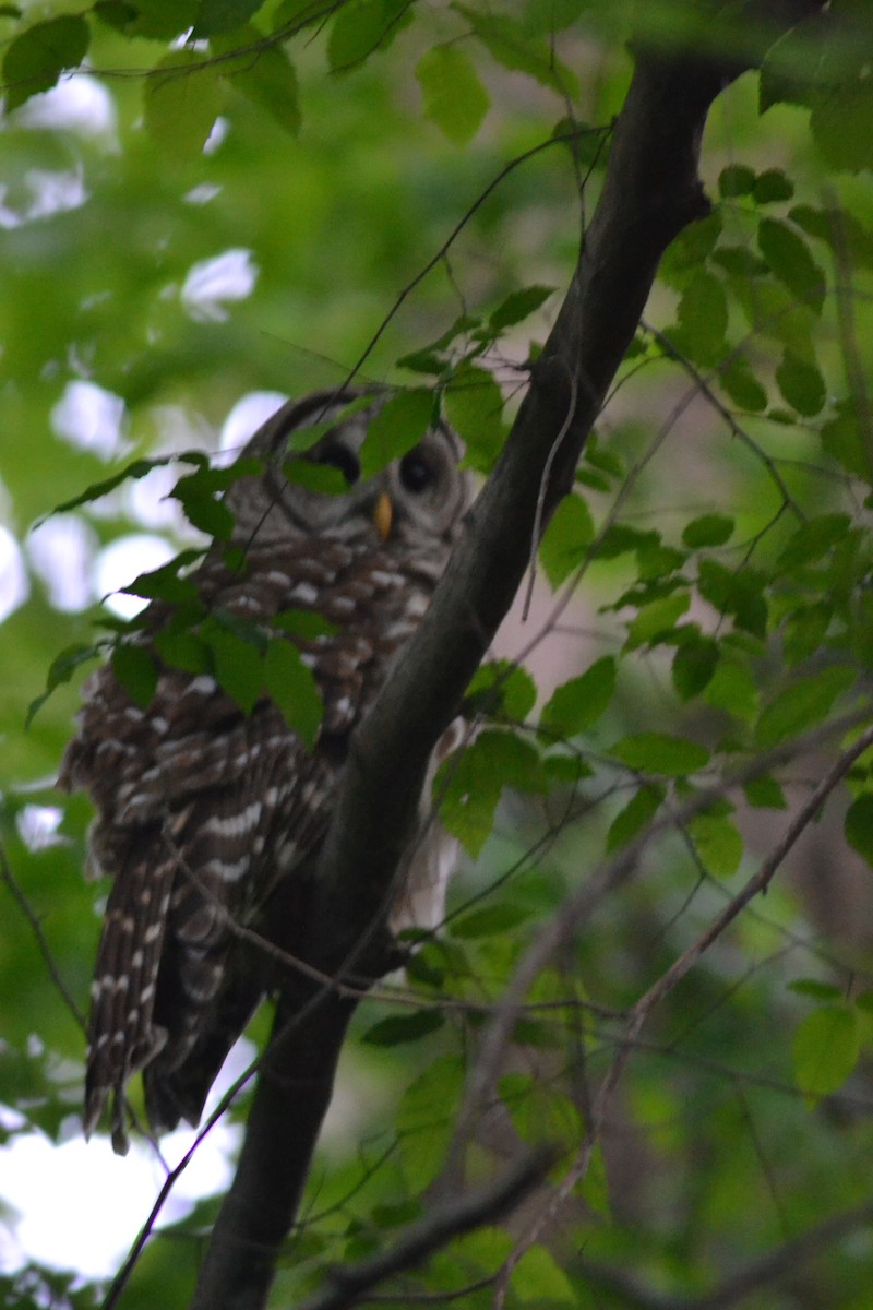 Barred Owl - ML446543111