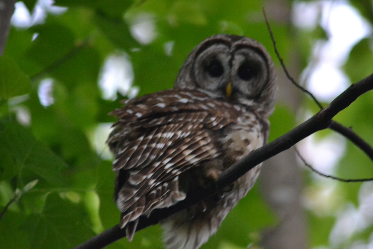 Barred Owl - ML446543121