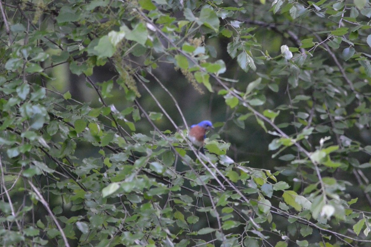 Eastern Bluebird - ML446543141