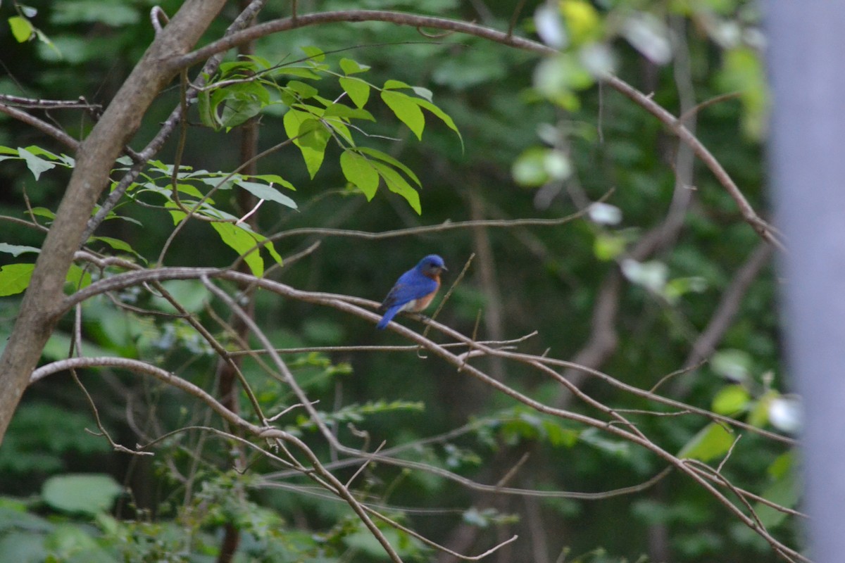 Eastern Bluebird - ML446543151