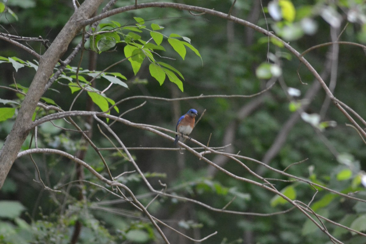 Eastern Bluebird - ML446543161