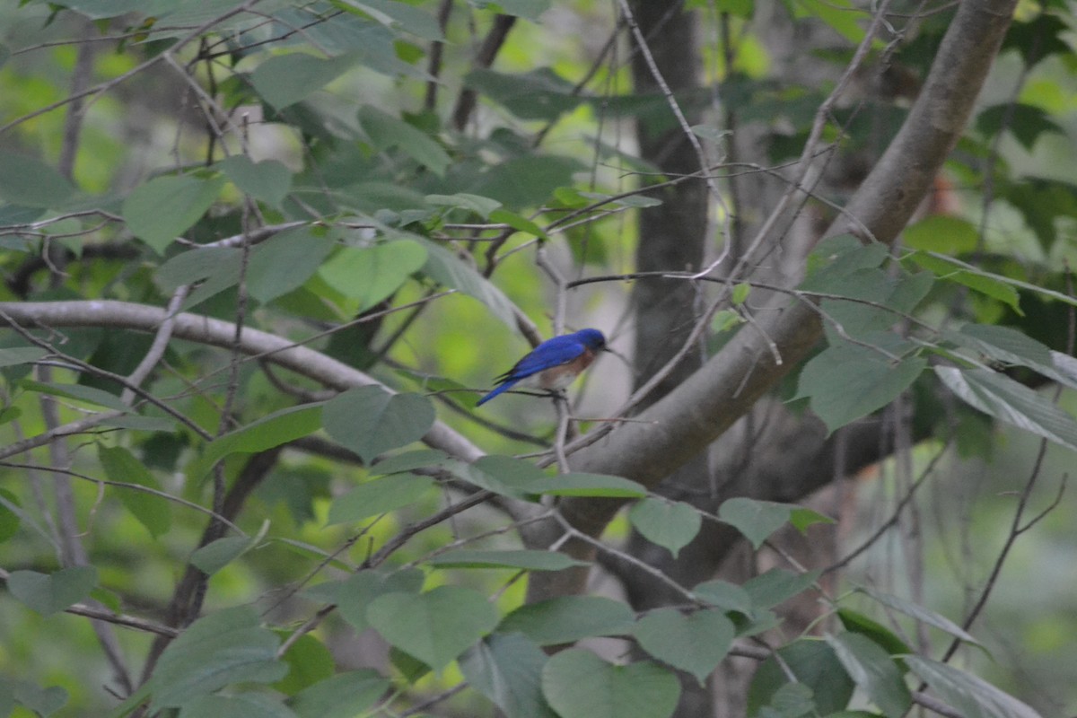 Eastern Bluebird - ML446543171