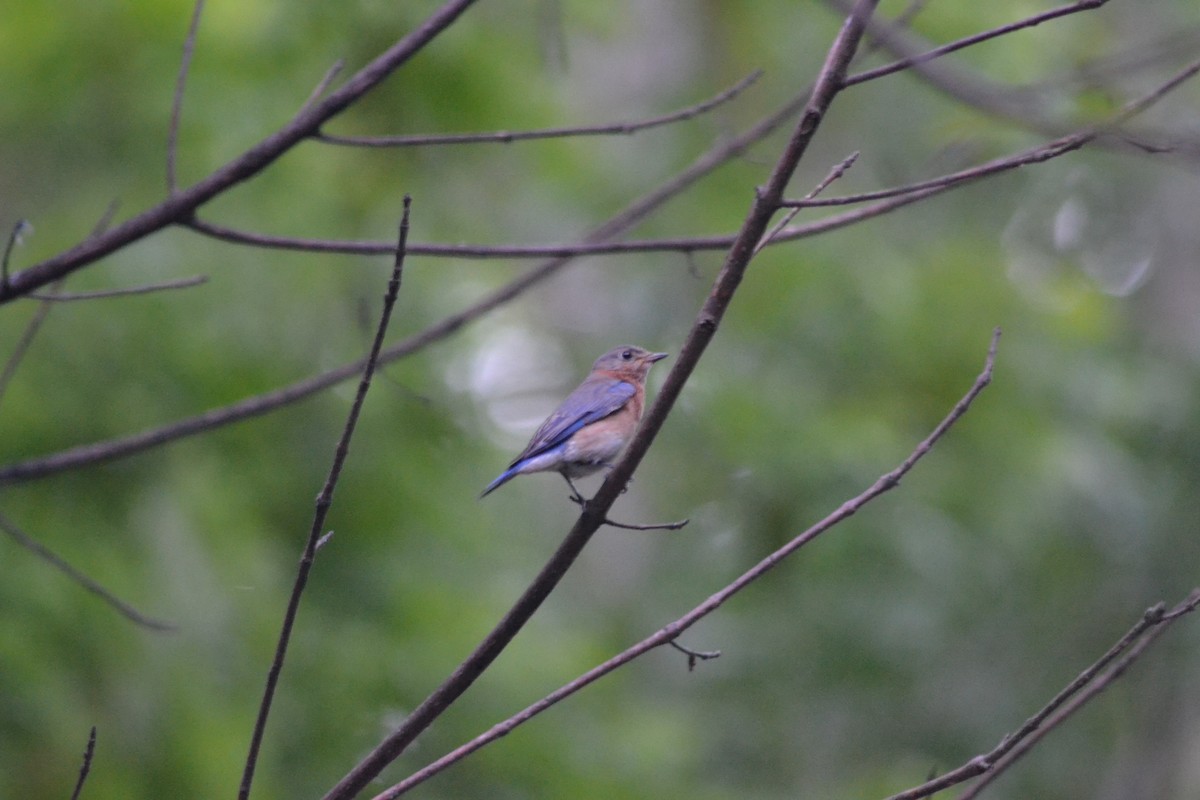 Eastern Bluebird - ML446543181