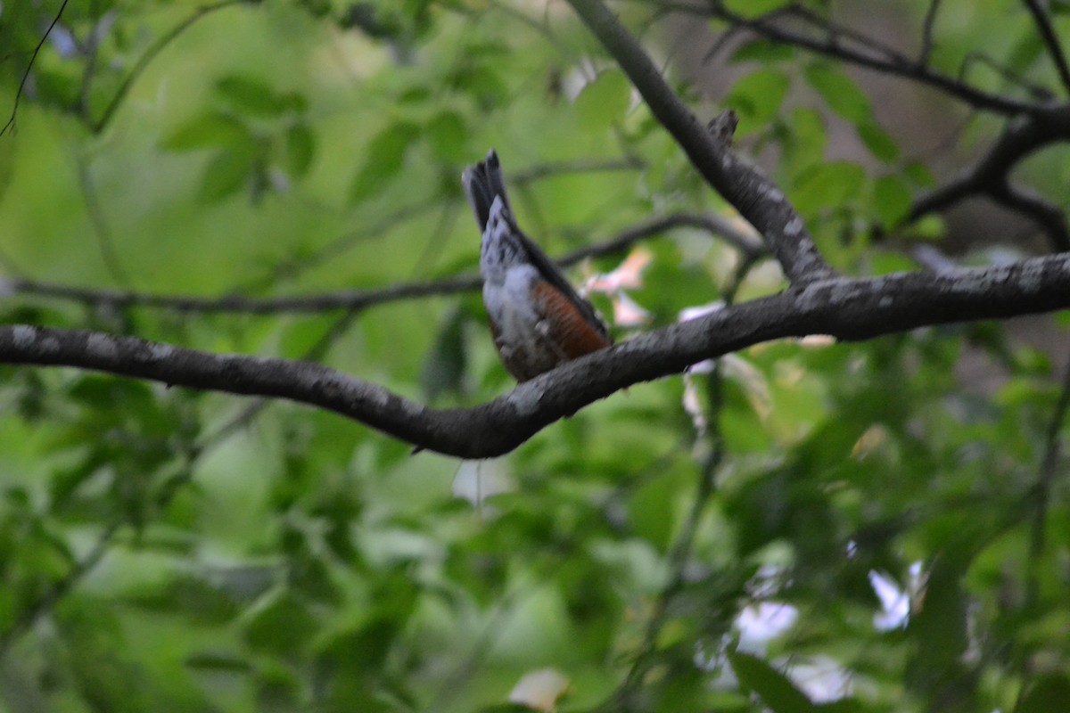 American Robin - ML446543191