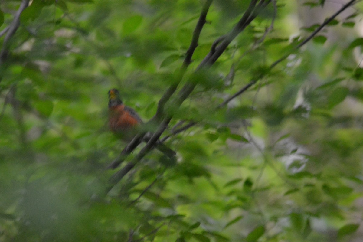 American Robin - ML446543201