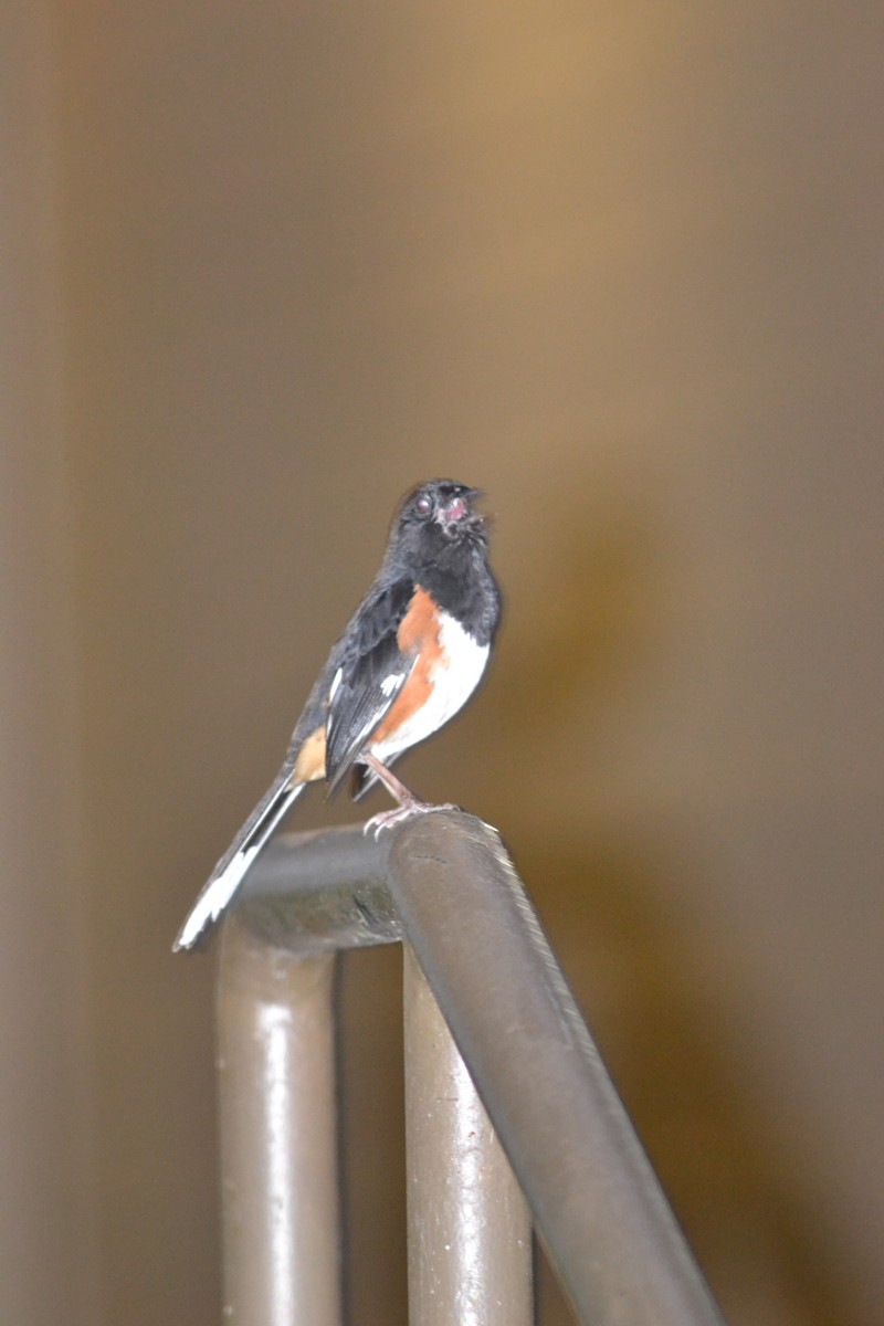 Eastern Towhee - ML446543211