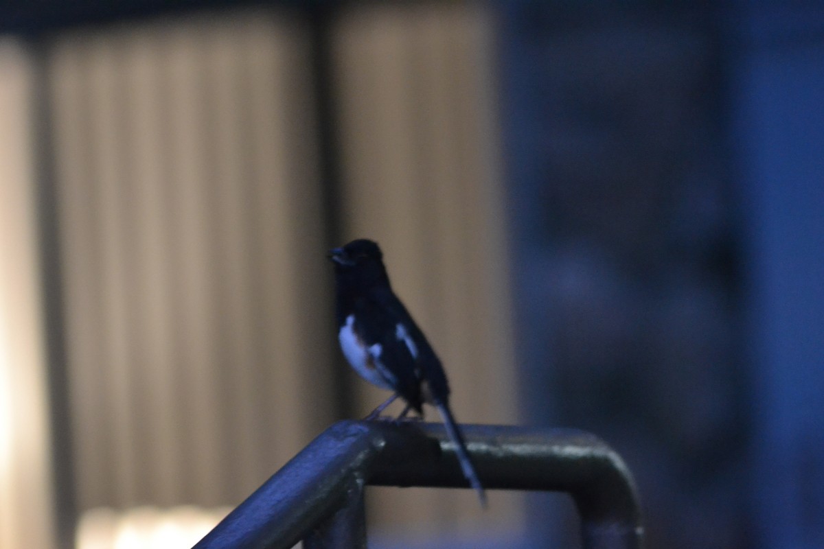 Eastern Towhee - ML446543221