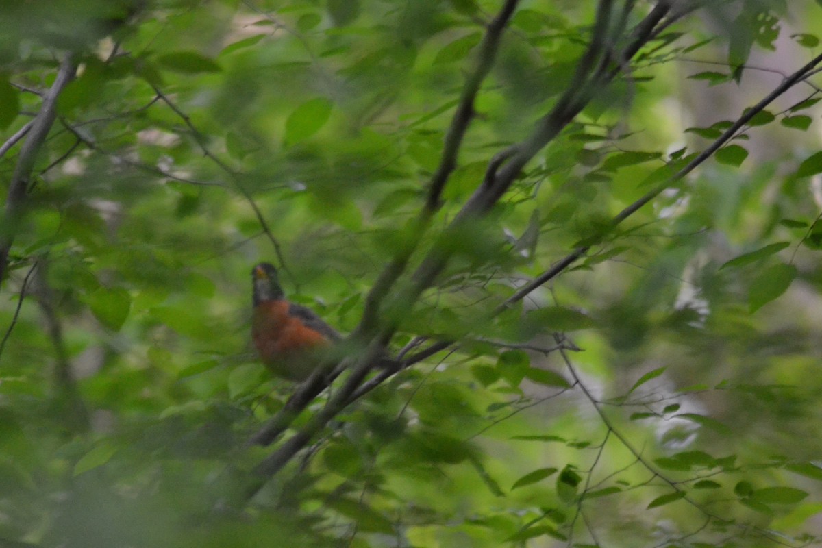 American Robin - ML446543231