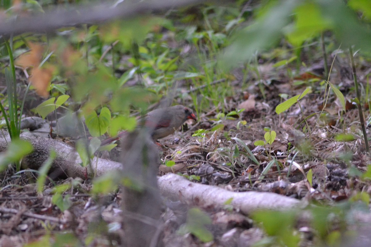 Northern Cardinal - ML446543281