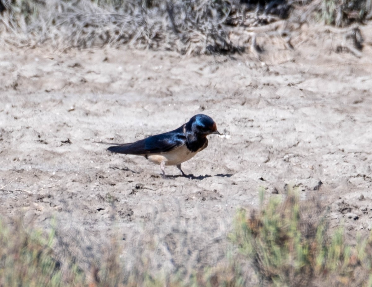 Barn Swallow - ML446544411