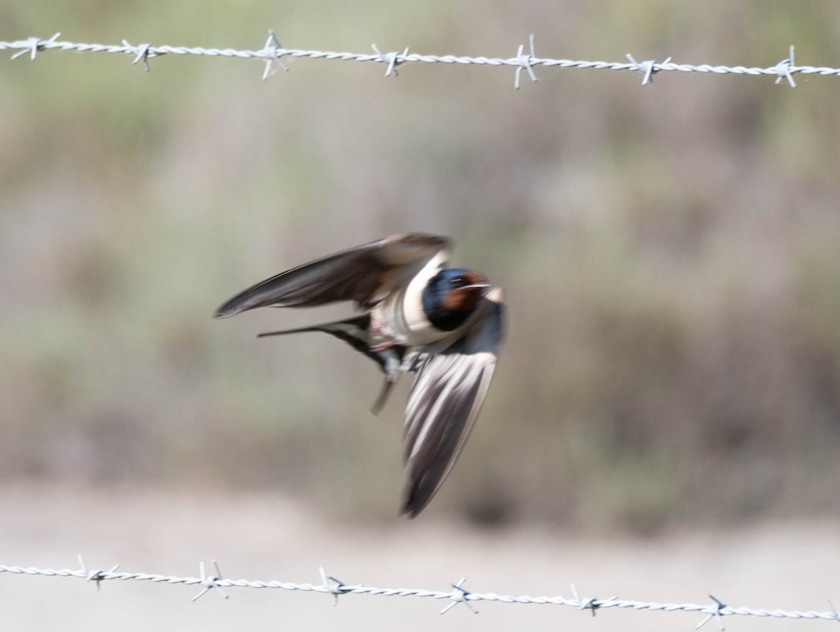 Barn Swallow - ML446544421