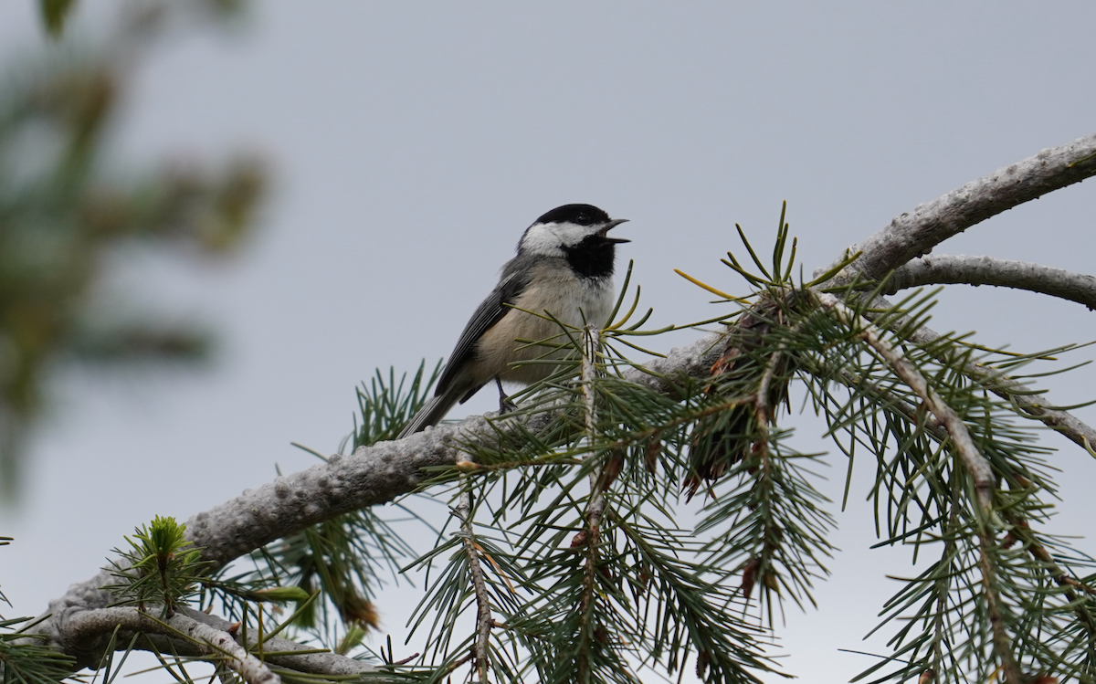 Black-capped Chickadee - ML446544481