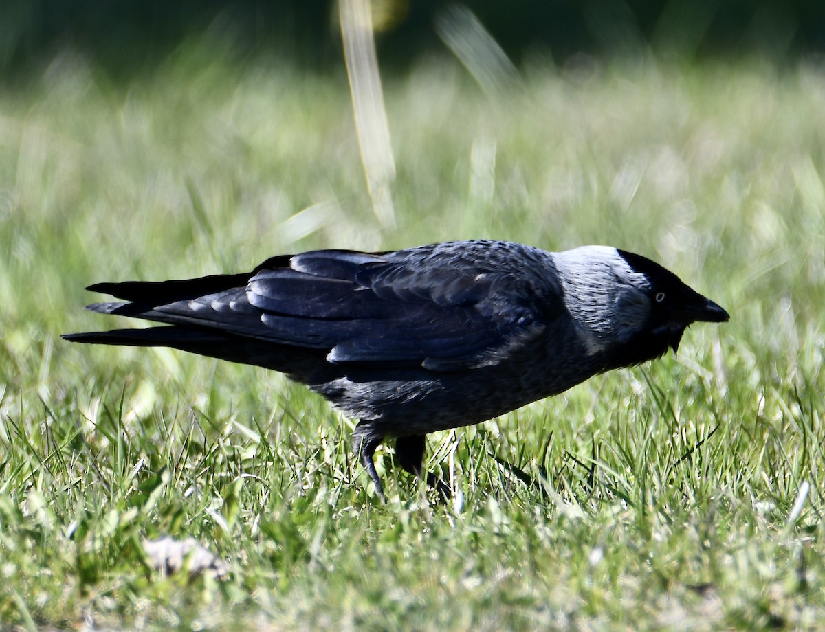 Eurasian Jackdaw - ML446547901