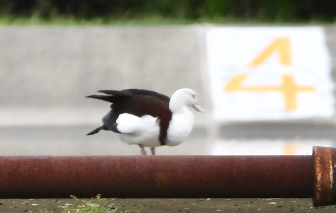Radjah Shelduck - ML446550921
