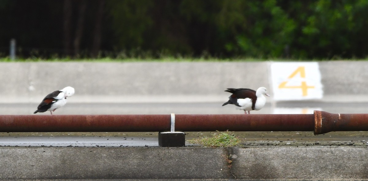 Radjah Shelduck - ML446550931