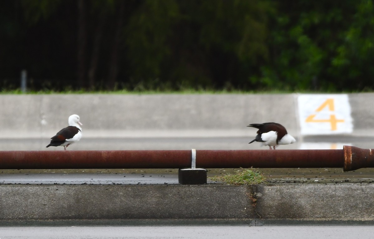 Radjah Shelduck - ML446550961