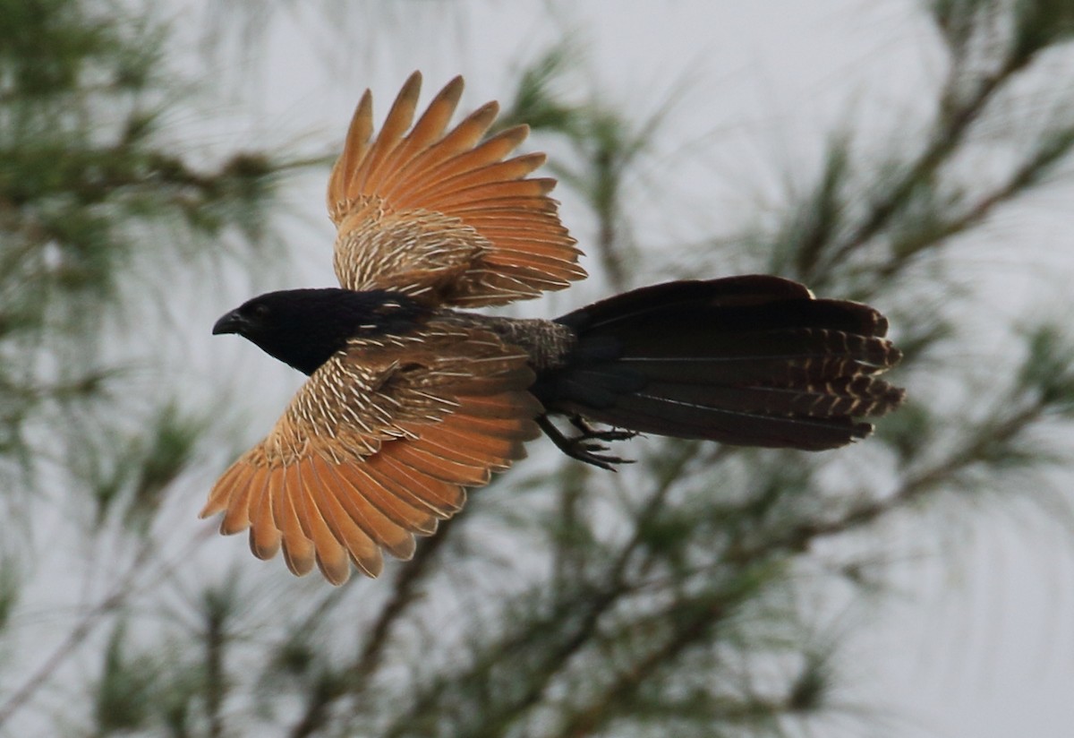 Lesser Coucal - Rob Loveband