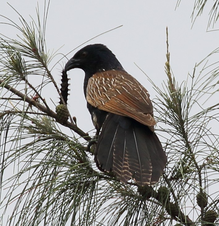 Lesser Coucal - ML446551351