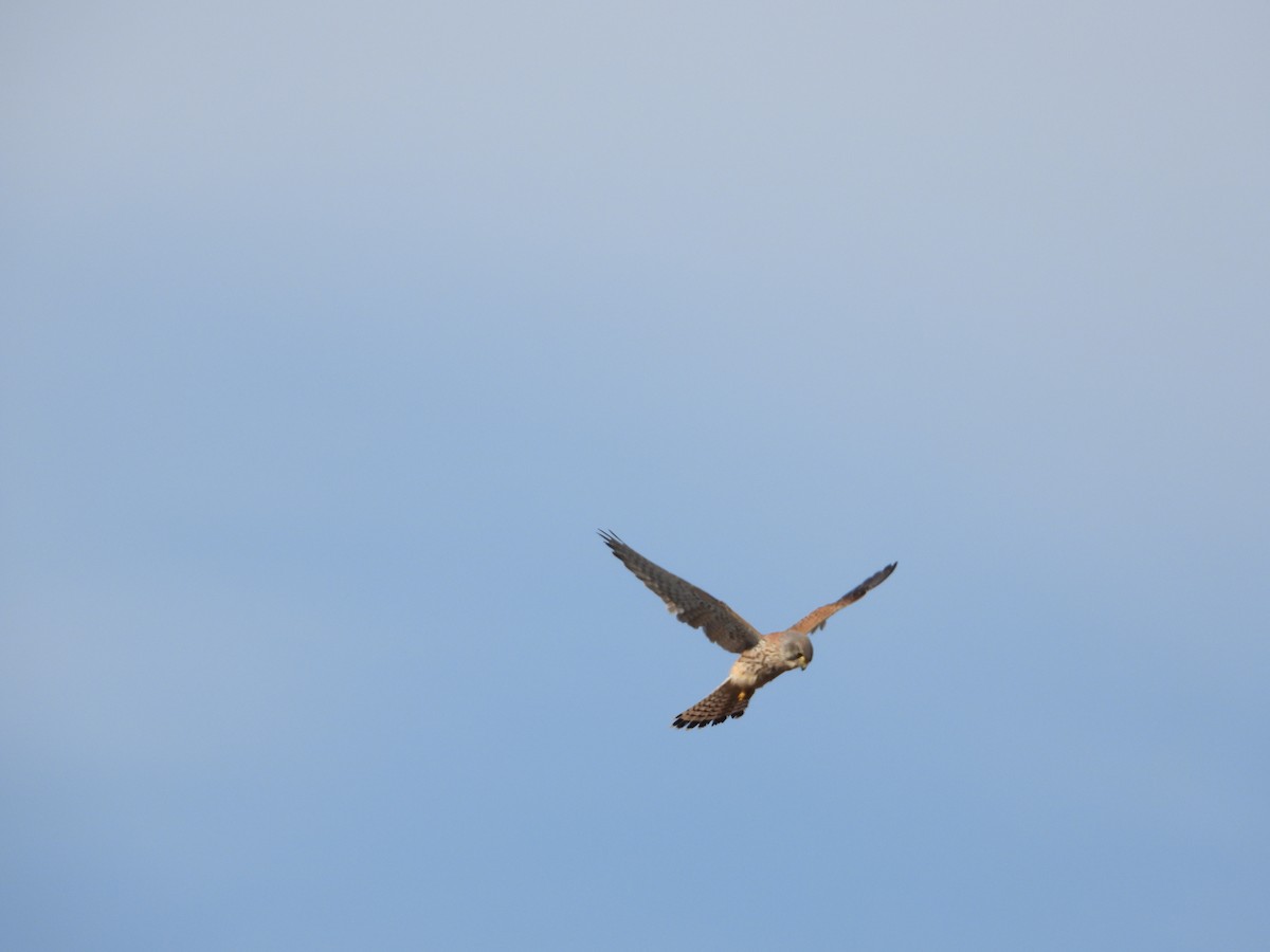 Eurasian Kestrel - ML446552171