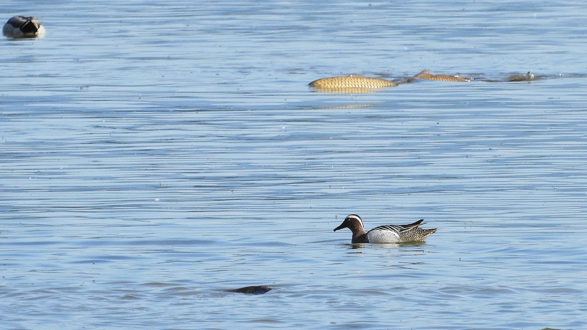 Garganey - ML446553801