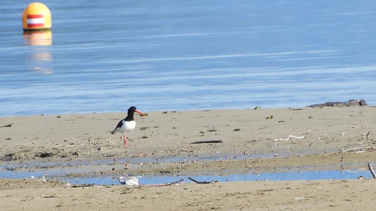 Eurasian Oystercatcher - ML446553811